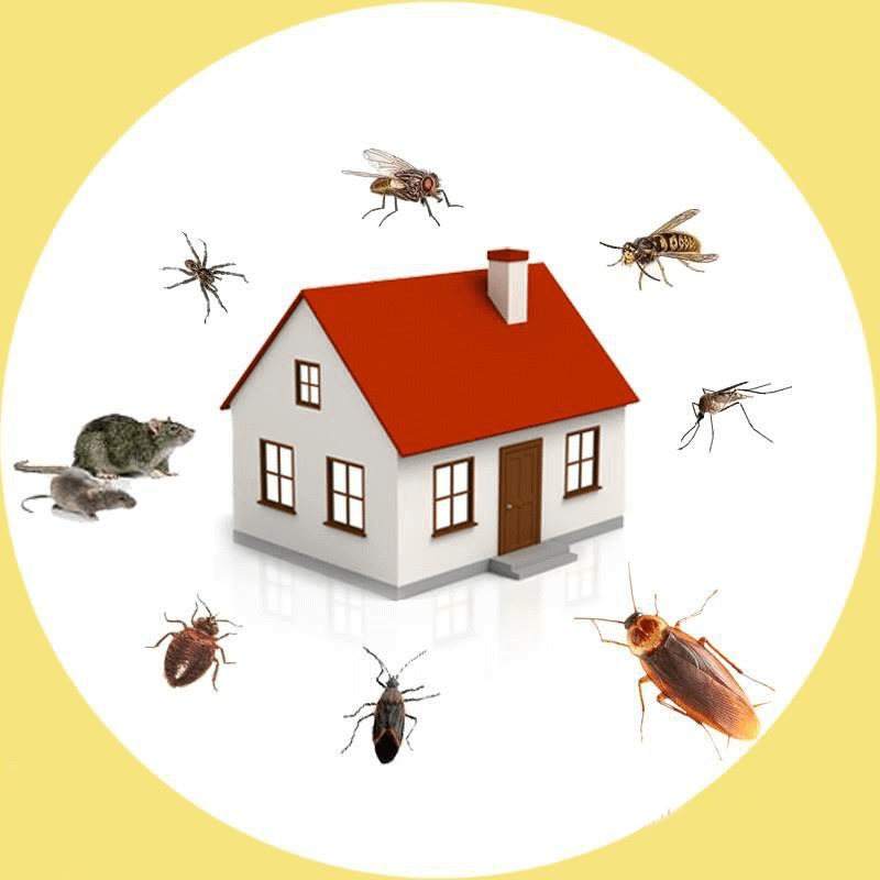 Pest Control